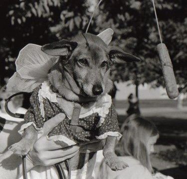 Fairy Dog